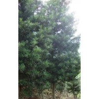 泉州罗汉松，泉州仙岭苗圃，供应泉州罗汉松。