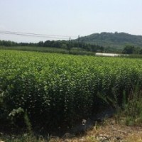 大量出售批发青梅苗青梅子播苗实生苗嫁接苗