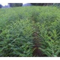 供应国槐小苗*国槐小苗*国槐小苗