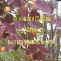 子午岭彩叶金丝吊蝴蝶