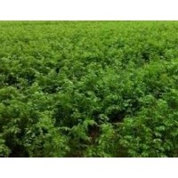 榉树小苗2-10cm低价直销详电询。