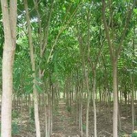 无患子3公分电询