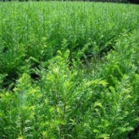 红豆杉苗，红豆杉小苗，湖北红豆杉苗