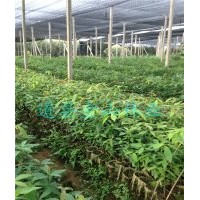 金丝楠木小苗-湖南金丝楠木苗-正宗小叶帧楠苗批发