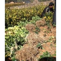 供应莆田油茶苗农户低价出售