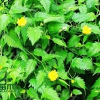 供应棣棠，哪里棣棠好基地