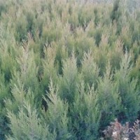 蜀快，龙柏，刺柏，地柏便宜了各种苗木