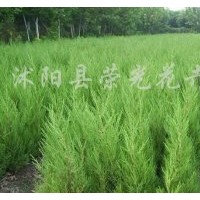 全国装车价大量供应蜀桧、龙柏、红叶石楠