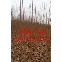 法桐小苗