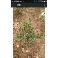 无刺构骨低价处理