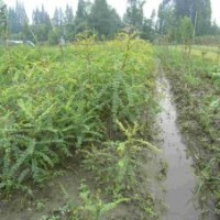 供应刺槐苗 批发刺槐苗 山西优质刺槐苗