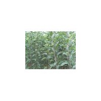 苹果苗 桃树苗 山楂苗 樱桃苗 樱花 核桃苗 绿化苗等