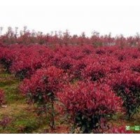 精品《红叶石楠》