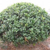 无刺枸骨树、无刺枸骨小苗价格、无刺枸骨树价格