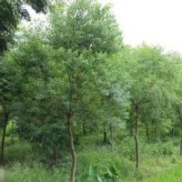 乌桕种苗、乌桕树的价格、乌桕图片
