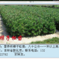 出售樟子松树苗80-1米