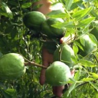 特价清场文冠果 火炬 优质苗木