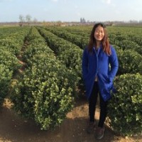 供应：冬青球冬青苗（大叶黄杨球苗）北海道黄杨