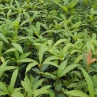 南宁央大大量供应金丝楠苗木