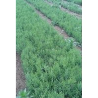 卖侧柏小苗,购侧柏小苗,买侧柏小苗,供应侧柏小苗