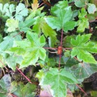 山东青岛秋火焰 临沂秋火焰 泰安秋火焰 浙江秋火焰 美国秋火焰