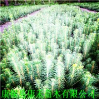 20-25公分 原床云杉小苗 二年生裸跟