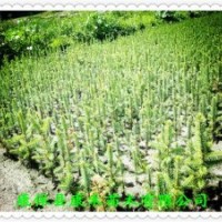 10-20公分 营养袋云杉 成活率高