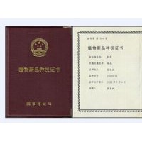 金红杨，中华红霞杨，速生，彩色，全红杨，红叶杨