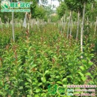 正宗美国速生紫薇2号小苗供应|批发|零售 速生紫薇的改良品种