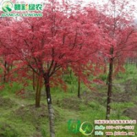 日本红枫 红丝带