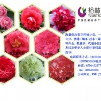 大量供应茶花小苗、枝条、绿化小苗