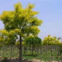 金枝槐，龙爪槐价格