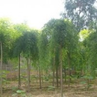 龙爪槐小苗价格_龙爪槐图片