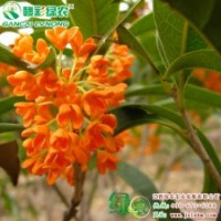 速生红丹桂|常绿乔木 长势旺 成型快 对土壤要求不严 速生红丹桂