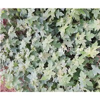 供应美国红枫秋红枫扦插小苗