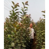 北美海棠、西府海棠苗