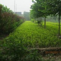 河北深州北四王低价供应30-80公分金叶女贞