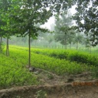 河北深州北四王苗木之乡-30-80公分金叶女贞工程苗