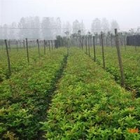 绿化苗首选-贵州本地8月桂花苗