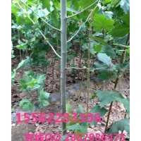 法桐 速生法桐 济宁保国园林