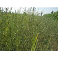 供应沙柳苗 柽柳苗沙棘苗