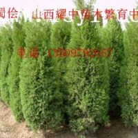 蜀侩50000万苗急出售，