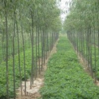 出售自家种植竹柳