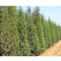 2014年度亏本甩卖、自己的苗木！蜀桧,龙柏 ,高杆女贞