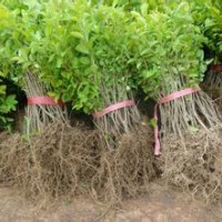 大叶女贞小苗2-3cm低价直销详电询。