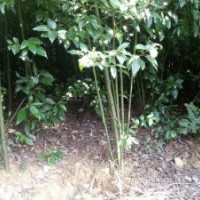 香樟小苗，栾树小苗，银杏小苗，紫薇小苗