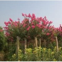 紫薇小苗2-7cm正在低价热销中，价格面议。