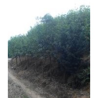 出售桂花罗汉松4-10公分