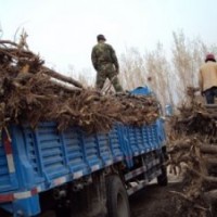 榆树价格、毛白杨价格、保定旱柳价格