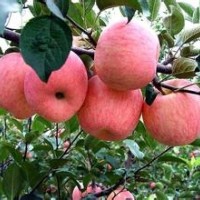 专业供应优质苹果苗 规格齐全易成活苹果苗 当年结果苹果苗